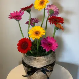Colors of Life